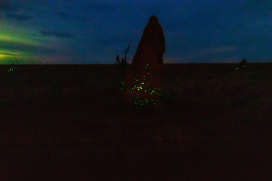 Cupinzeiros Bioluminescentes 3