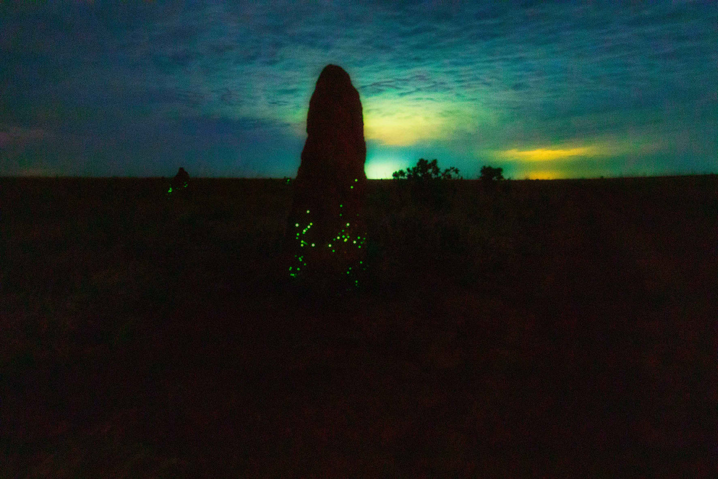 Cupinzeiros Bioluminescentes 4