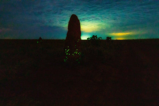Cupinzeiros Bioluminescentes 4