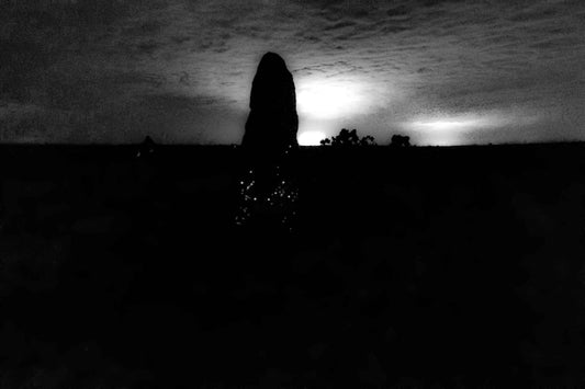 Cupinzeiros Bioluminescentes 4