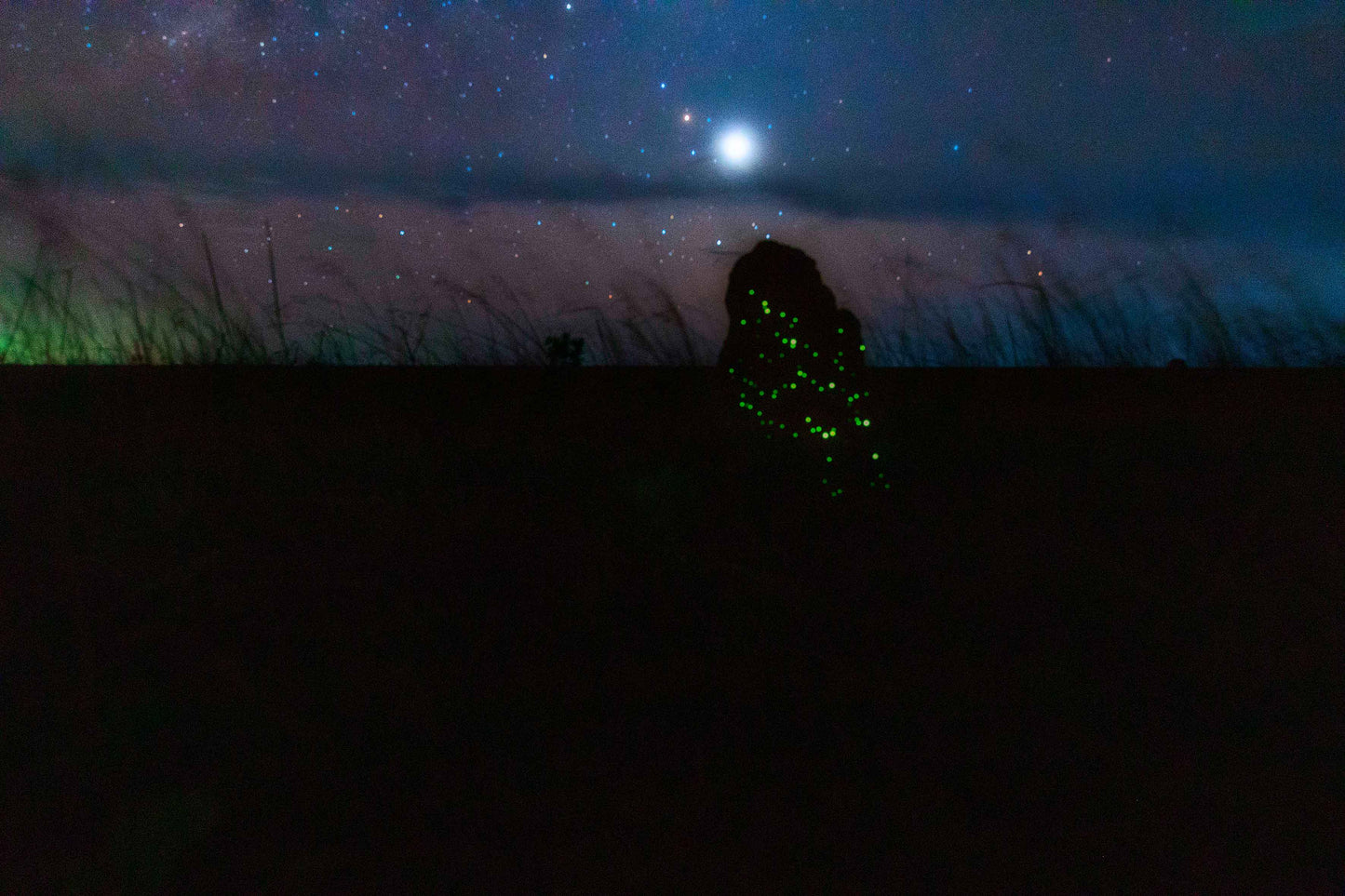 Cupinzeiros Bioluminescentes 5