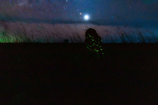 Cupinzeiros Bioluminescentes 5