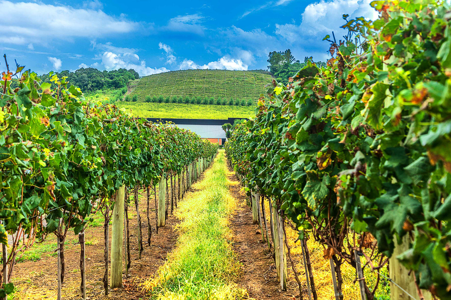 Vinicolas - Cavalleri