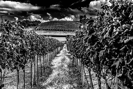 Vinicolas - Cavalleri
