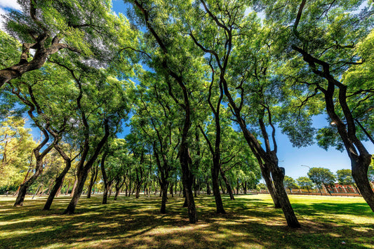 Buenos Aires - Lago de Regatas