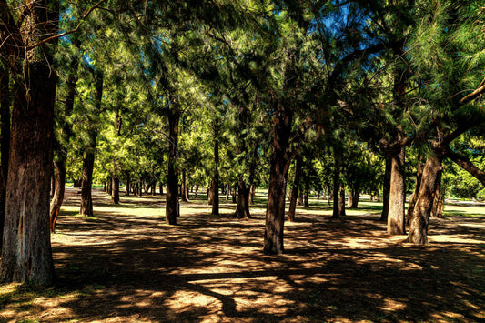 Buenos Aires - Parque 3 de Febrerero