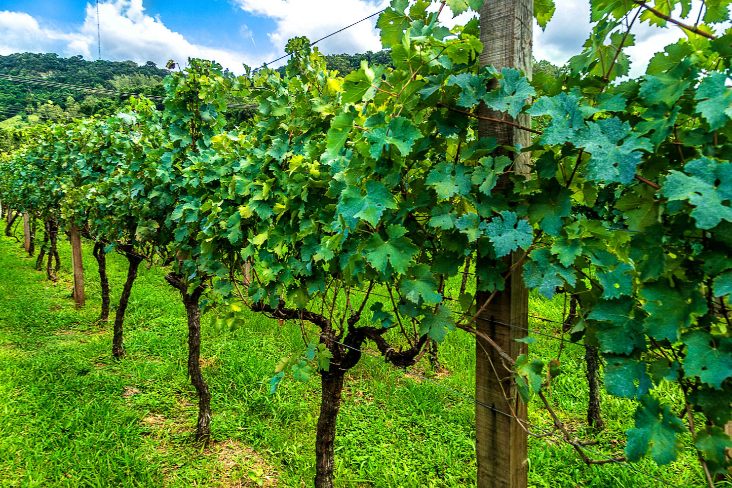 Vinicolas - Peculiare