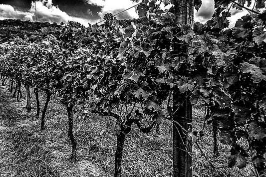 Vinicolas - Peculiare