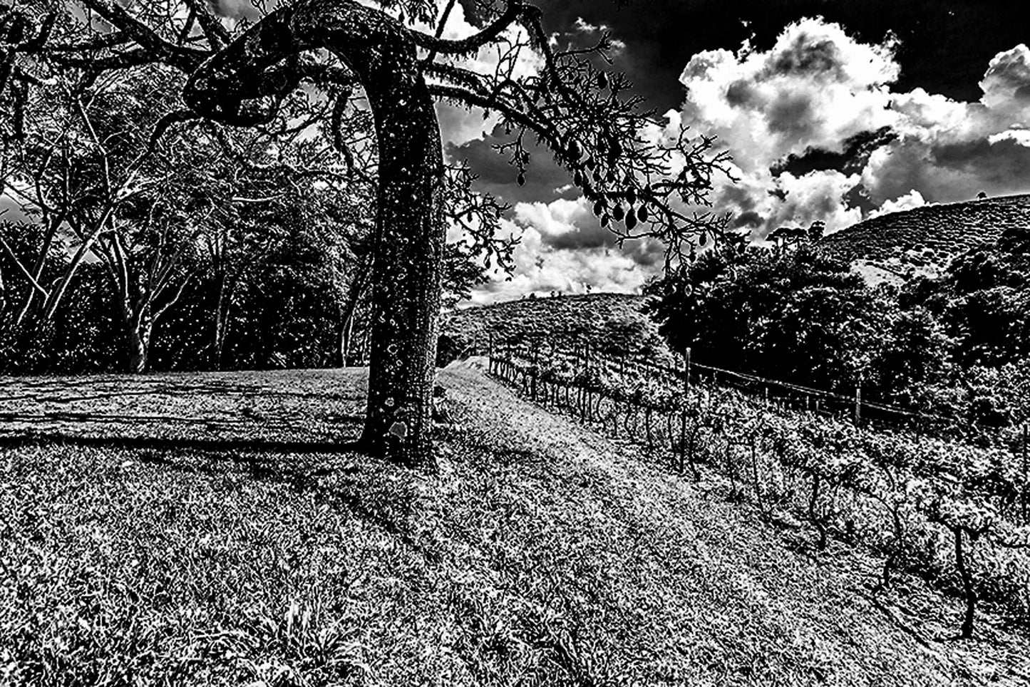 Vinicolas - Santa Maria