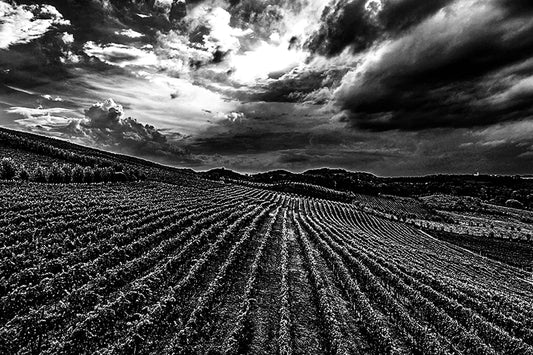 Vinicolas - Spa do Vinho