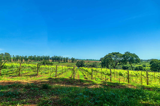 Vinicolas - Vinicola Biagi