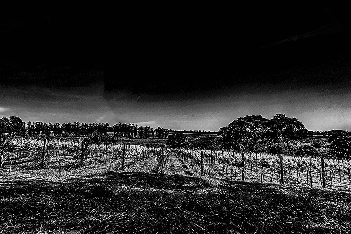Vinicolas - Vinicola Biagi