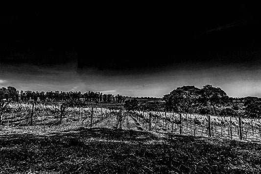 Vinicolas - Vinicola Biagi